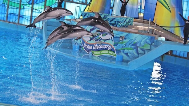 Dolphins performing in a pool with a colorful mural in the background. - Private Hot Tub & Game Room near SeaWorld and Lackland AFB (San Antonio)