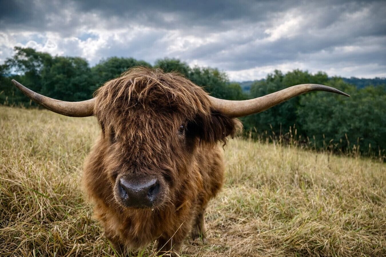 Una vaca de las Tierras Altas en un campo con césped, con un cielo nublado al fondo.