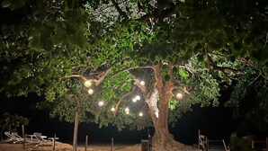 A tree with hanging lights at night, surrounded by a sandy area with a gate and a pathway leading to a beach.