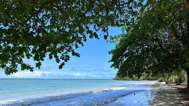 A beach with clear blue water, sandy shore, and trees providing shade.