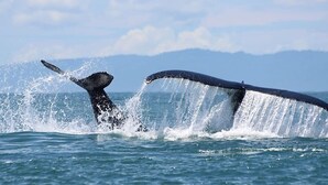 Two whales breaching the ocean surface.