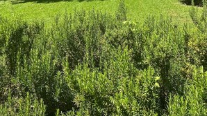 Una casa a due piani con tetto in tegole, circondata da vegetazione lussureggiante e un prato curato.
