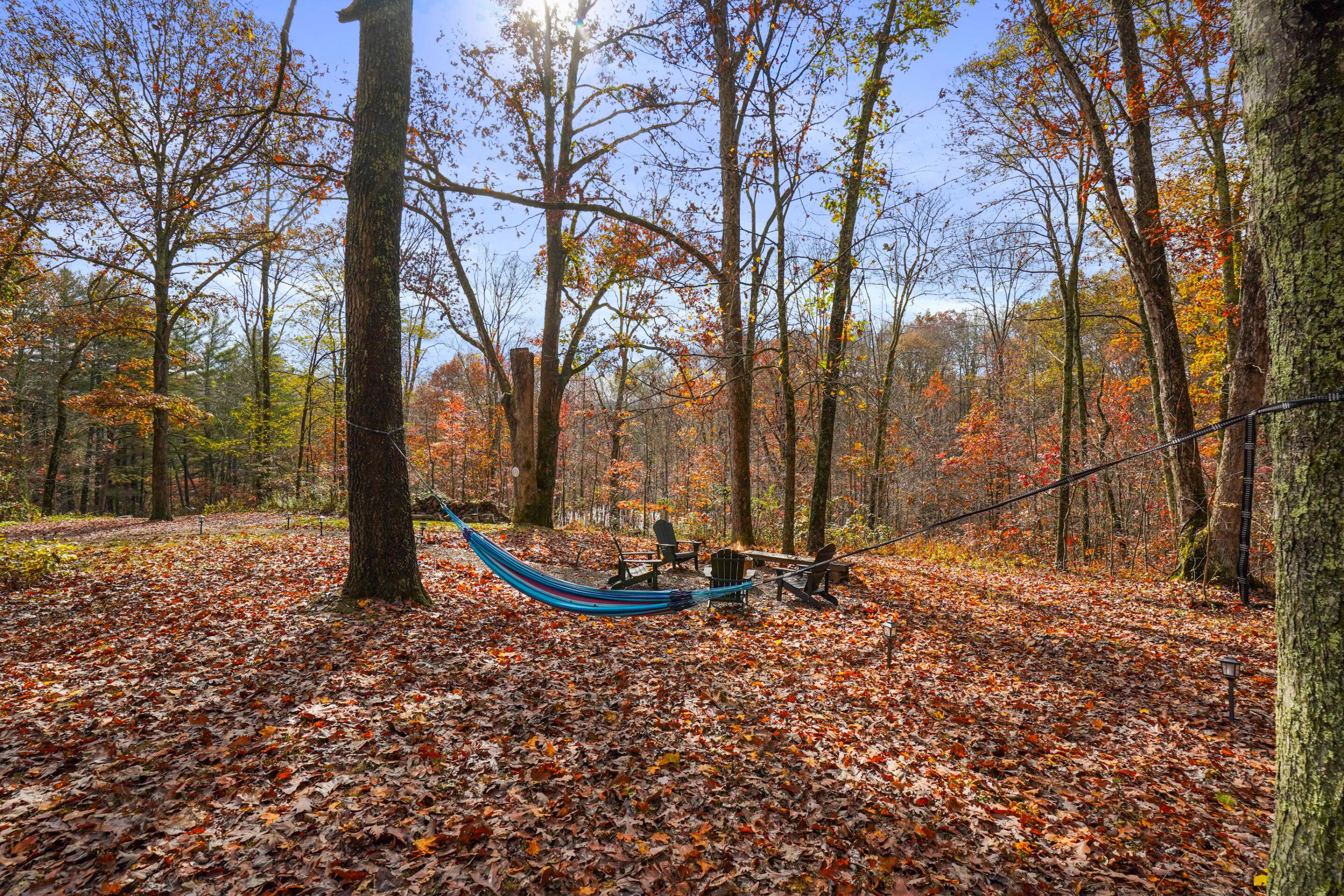 A hammock between trees in a forest with a clear sky.