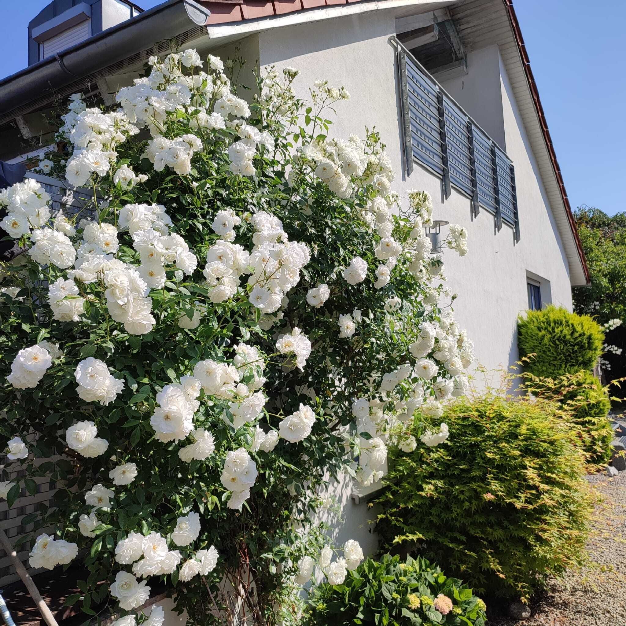 Anette's nettes Dachjuchhe (Hofheim in Unterfranken)-Garten