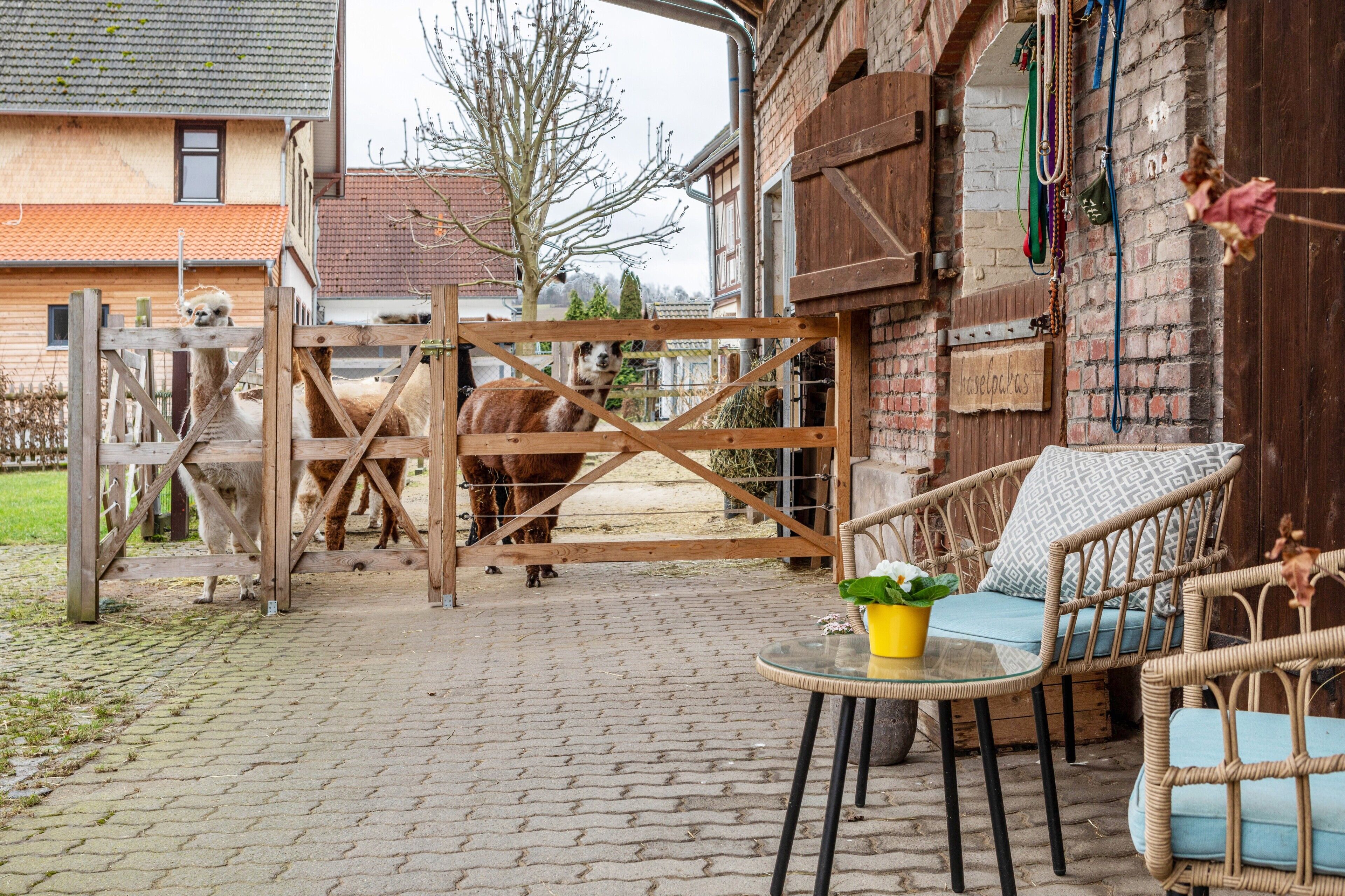 A rustic outdoor seating area with a wicker chair and a small table, a wooden gate leading to a stable with horses, and a brick building in the background.