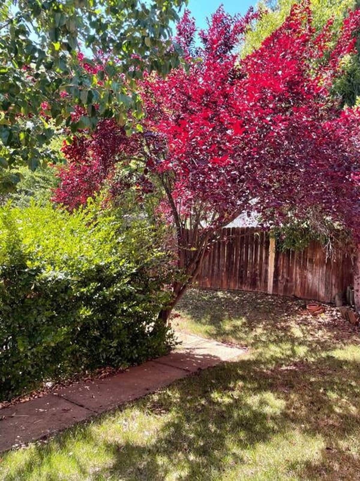 Ein Garten mit einem blühenden Baum, roter Blüten, einem Holzzaun und einem gepflasterten Weg.