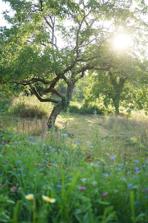 A tree in a field with sunlight filtering through the leaves. - Maison Lou Piade (Sarlat-la-Canéda)
