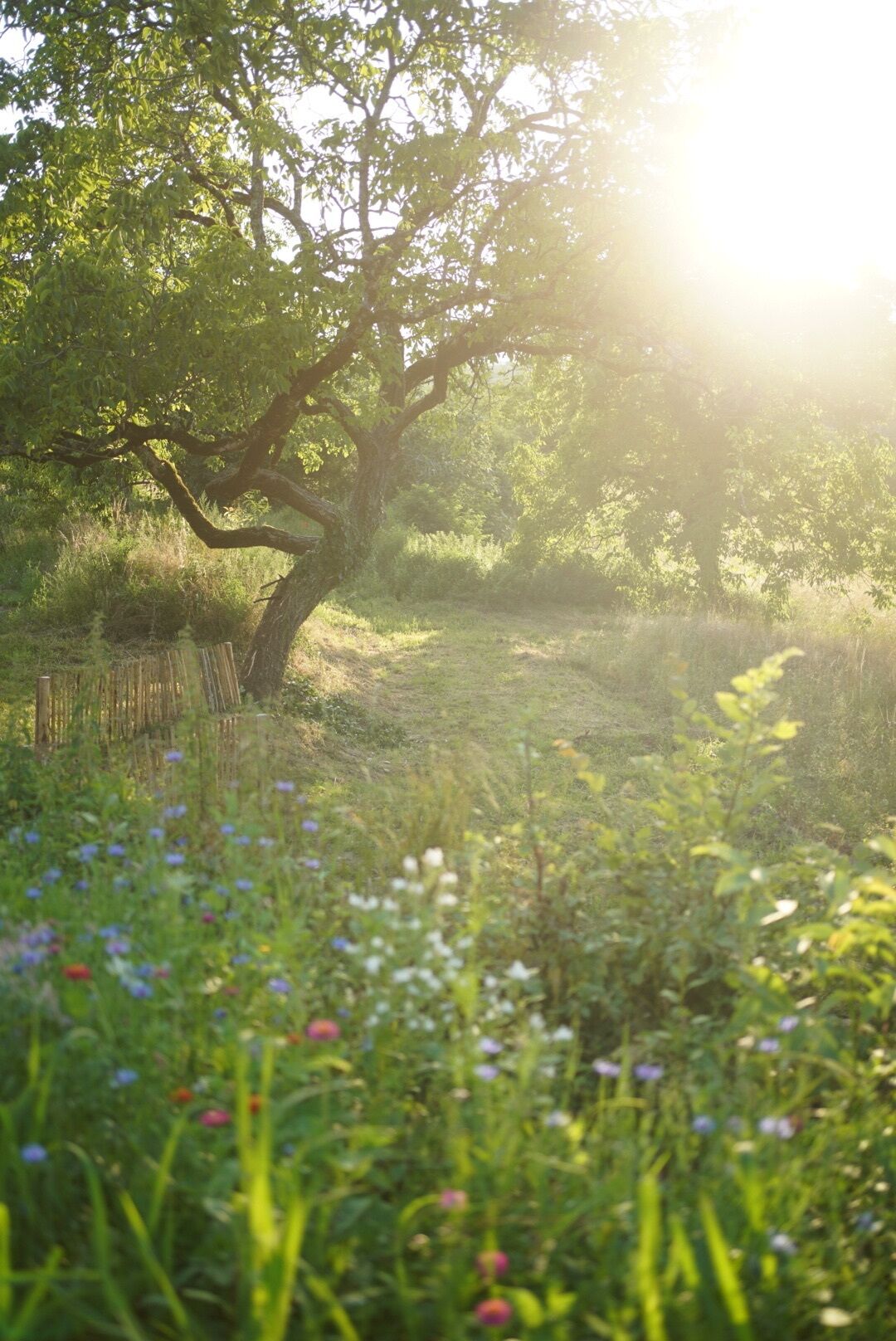 A natural landscape with a tree and wildflowers.