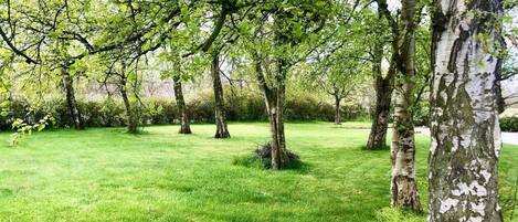 Een park met bomen en gras.