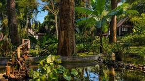 A pond with water lilies, a wooden structure, and a house surrounded by trees. - Vanara Bungalows  (Ko Chang)