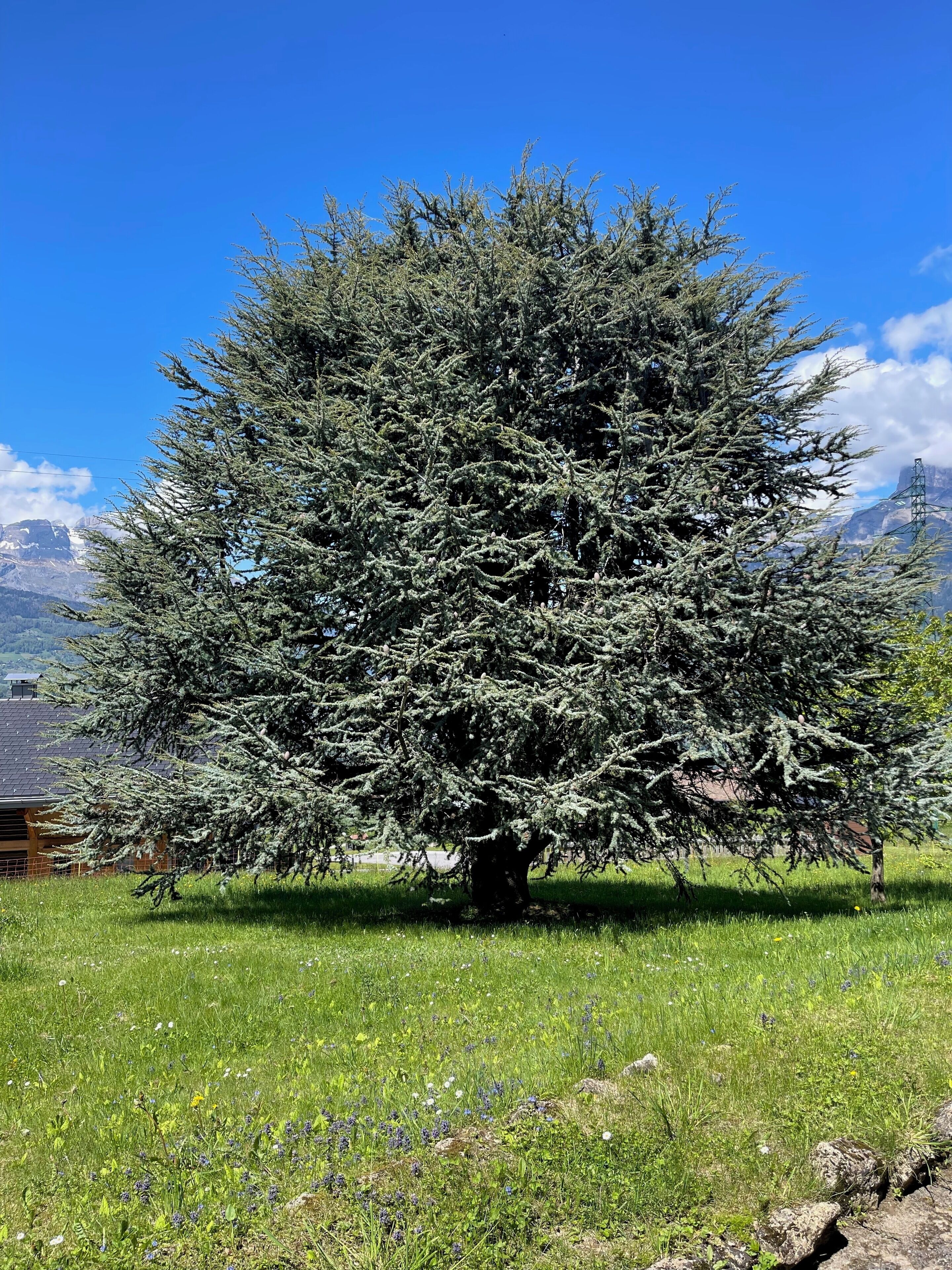 Un grand arbre à feuilles persistantes se dresse dans un champ herbeux, avec une montagne en toile de fond.