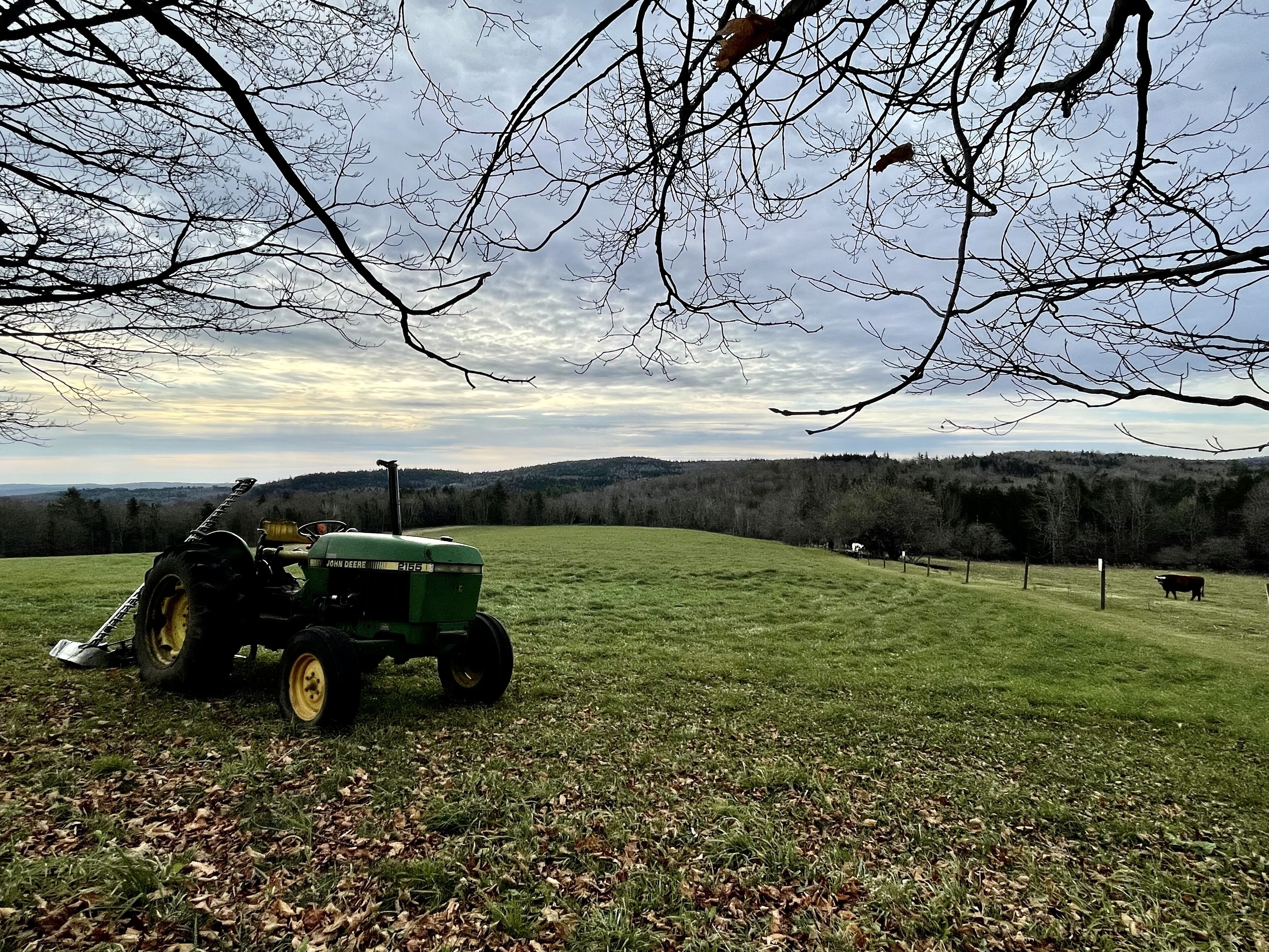 Un tracteur vert dans un champ herbeux, avec une vache en arrière-plan.