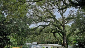 A vintage trailer with a white roof and a covered front area, surrounded by lush greenery and trees.
