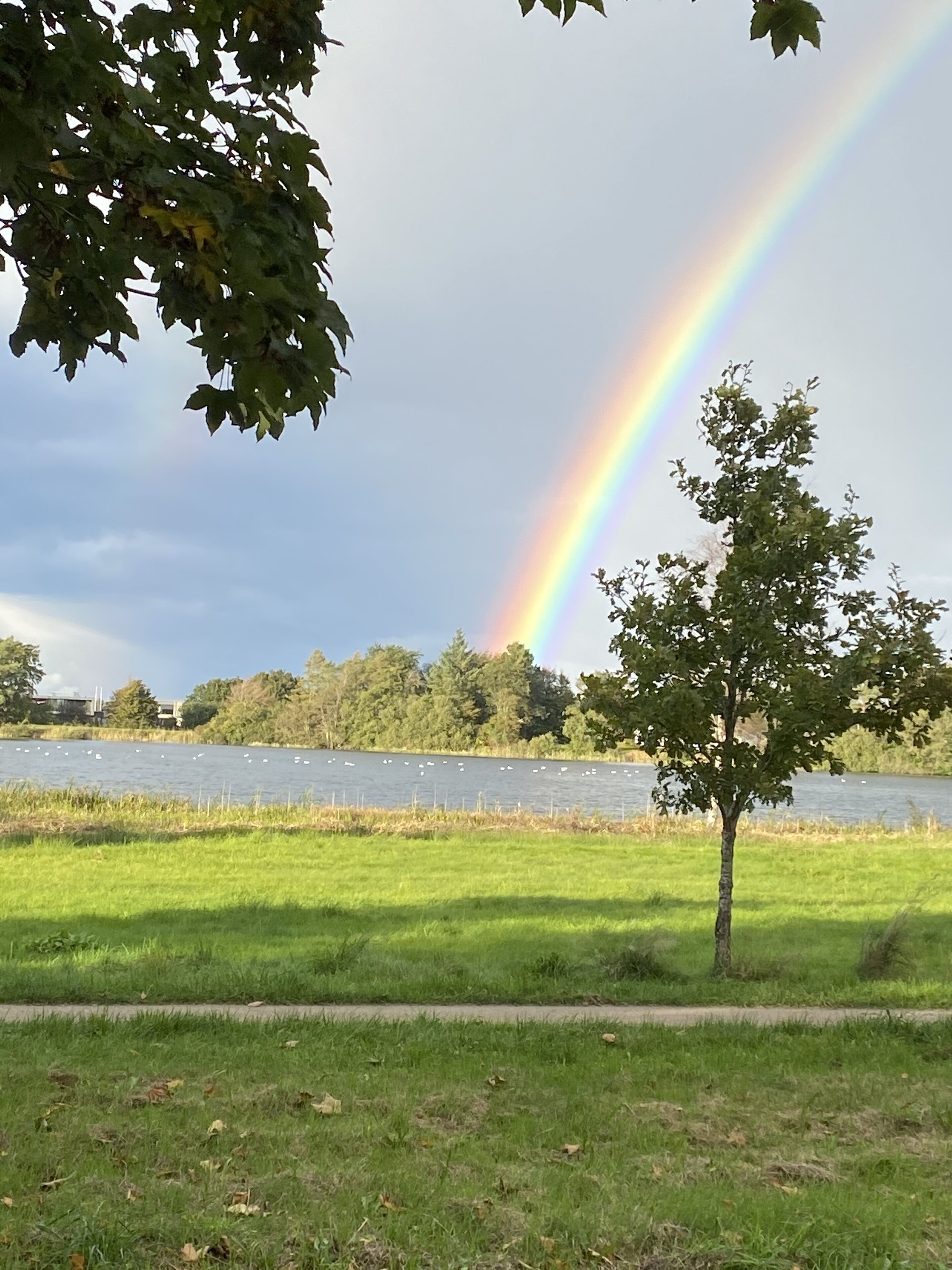 A park with a lake, a rainbow, and a tree in the foreground.