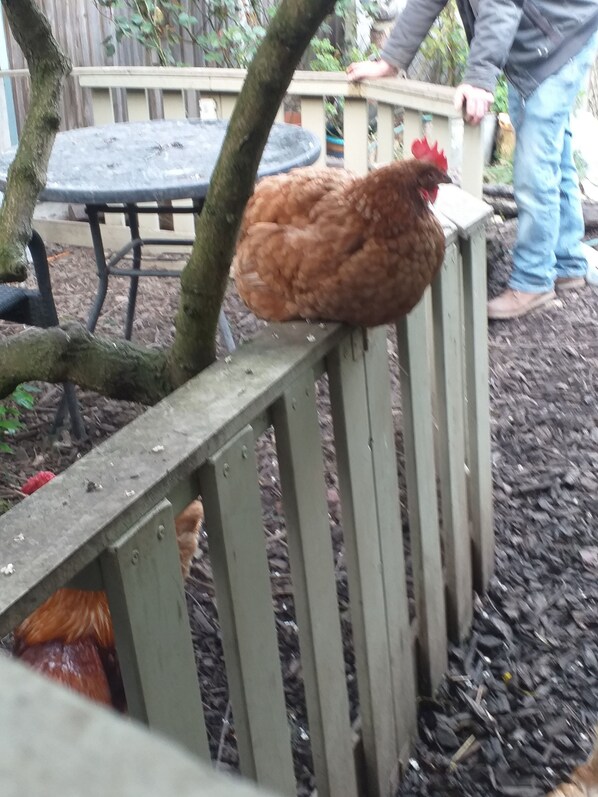 A wooden fence with chickens on it.