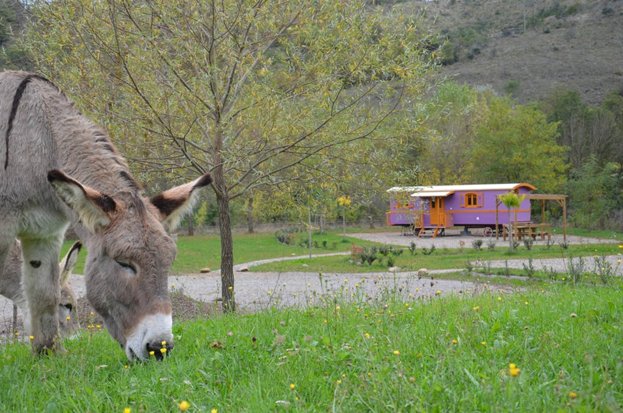 A donkey grazing in a grassy area with a purple house in the background.