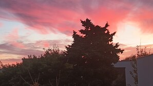 Et træ silhouetteret mod en solnedgang.
