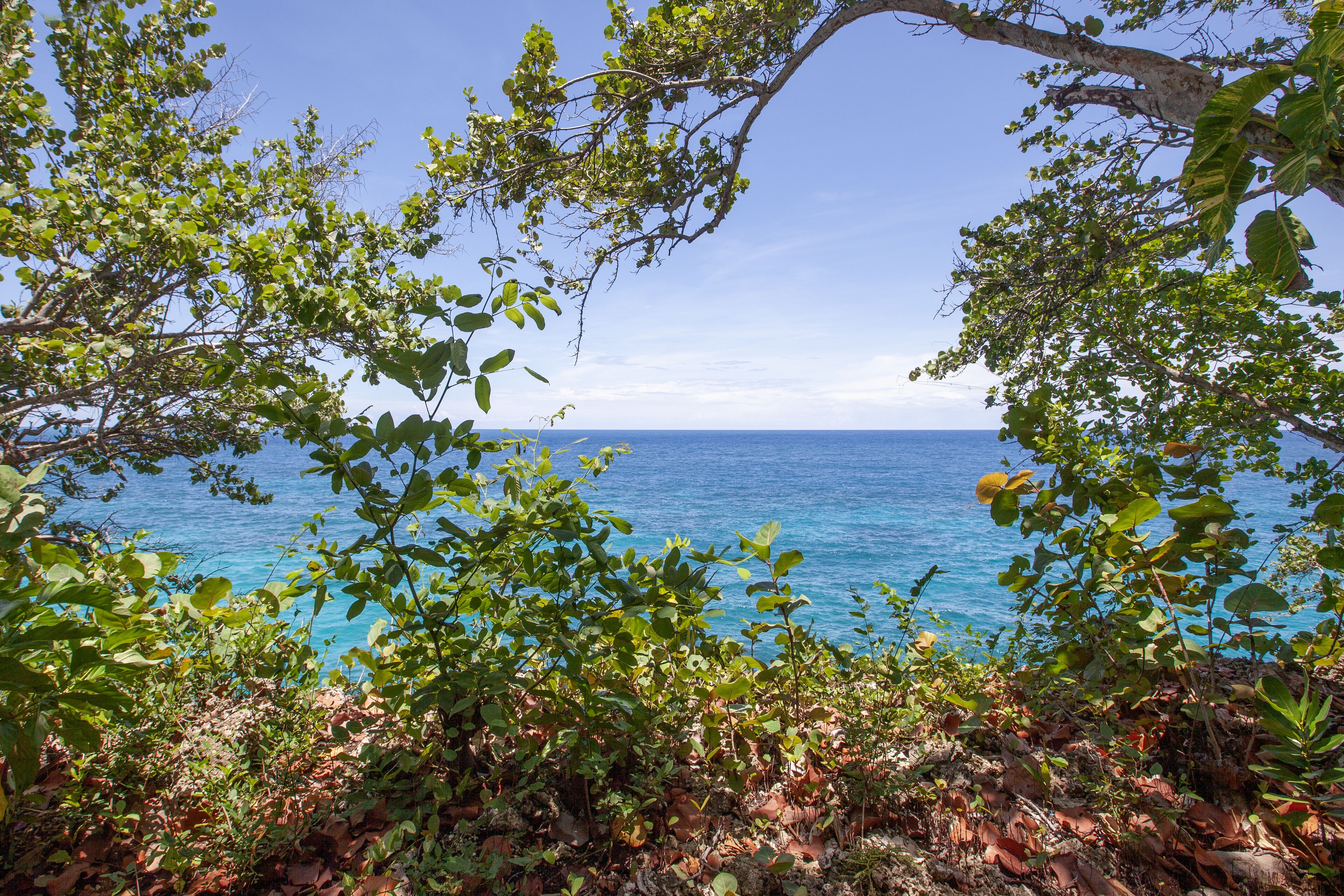 A coastal view with dense foliage framing the ocean.