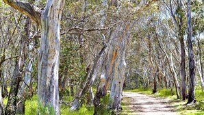 Property grounds - Your gateway to an unforgettable holiday experience in the stunning Snowy Mountains! (Adaminaby)