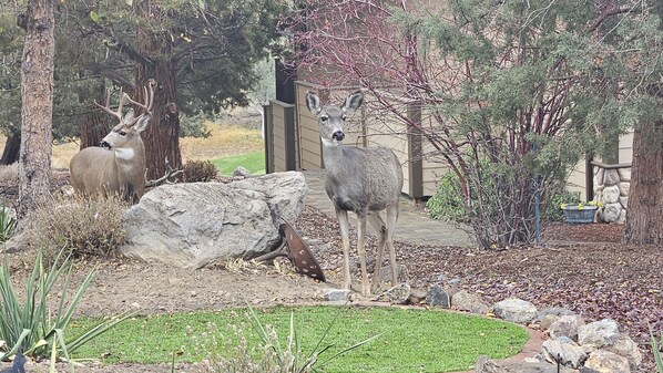 Overnatningsstedets område