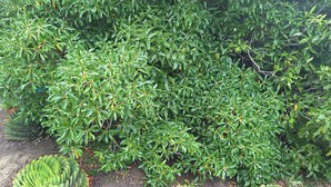 Een tuin met weelderig groen blad en drie grote agaveplanten op de voorgrond.
