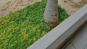 Une vue sur la plage, avec un palmier et un petit jardin.