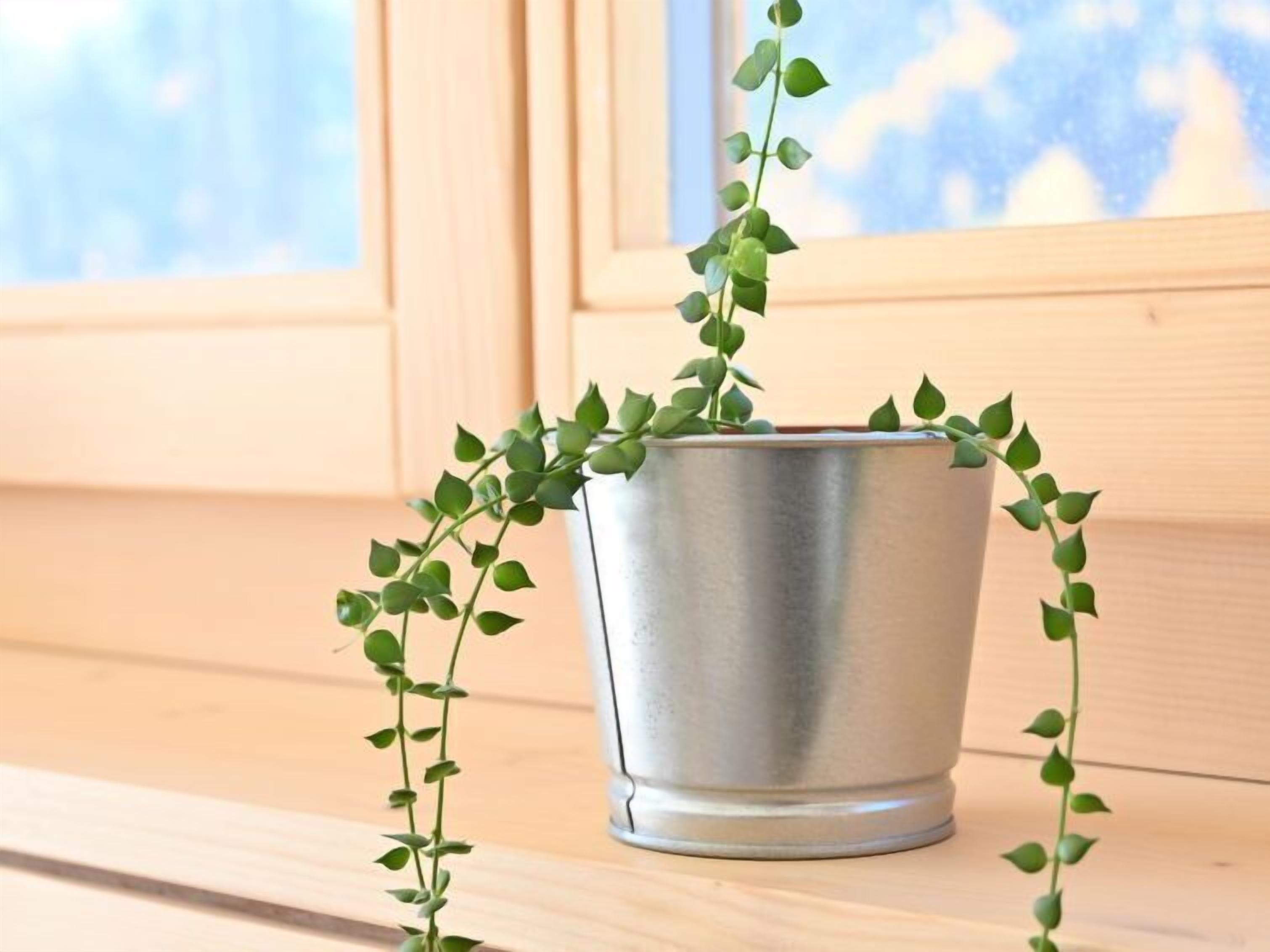 Una planta en maceta con enredaderas colgantes sobre un repisa de madera junto a una ventana.