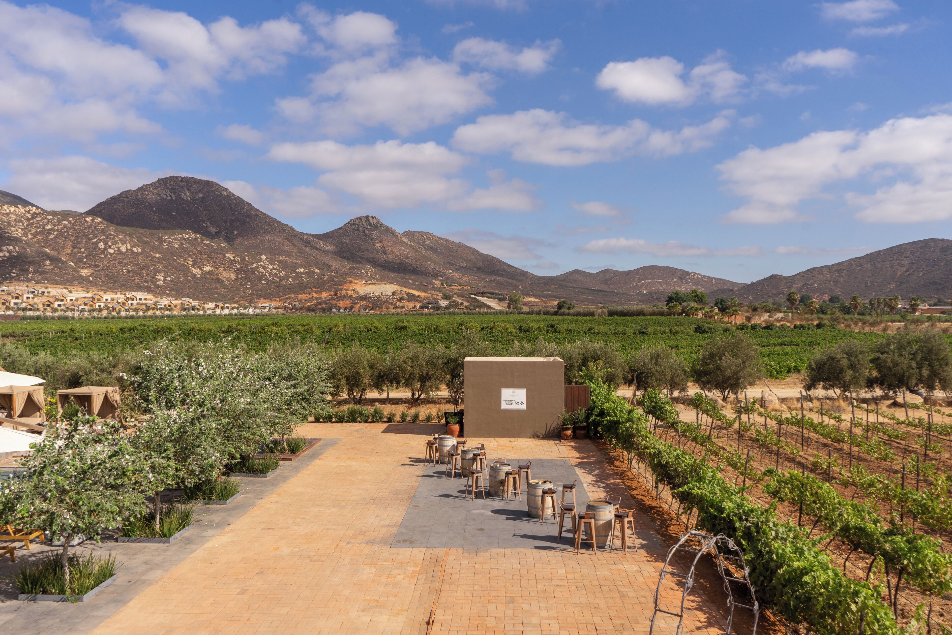 A vineyard with rows of grapevines, a paved pathway, and a small building with a sign.