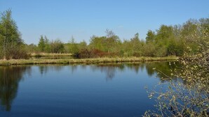 Ruhige Wasserfläche, umgeben von dichter Vegetation und Bäumen.