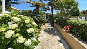 A stone pathway lined with potted plants and white hydrangea flowers.