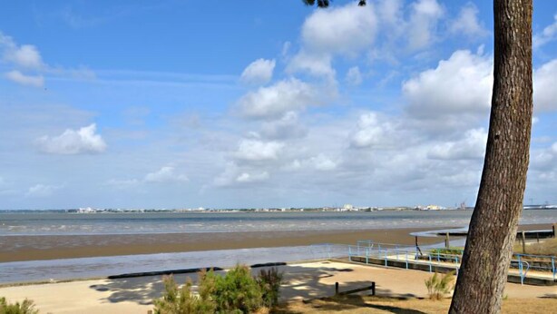 A coastal view with a sandy beach, a tree, and a clear sky.