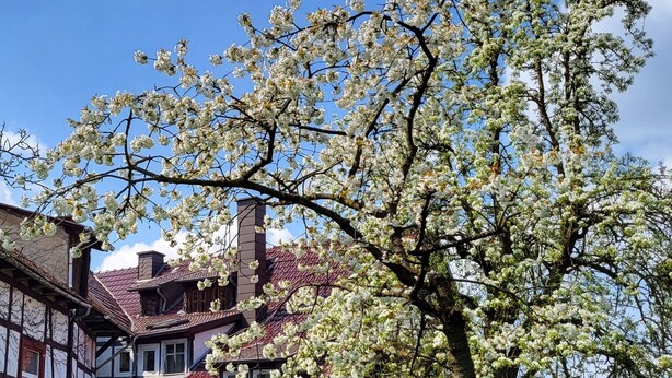 A traditional half-timbered house with a staircase leading to the entrance, surrounded by a well-maintained garden and a clear blue sky. - Schöne Große Ferienwohnung für 1-4 Gäste, zum Entspannen Bestens Geeignet (Frielendorf)