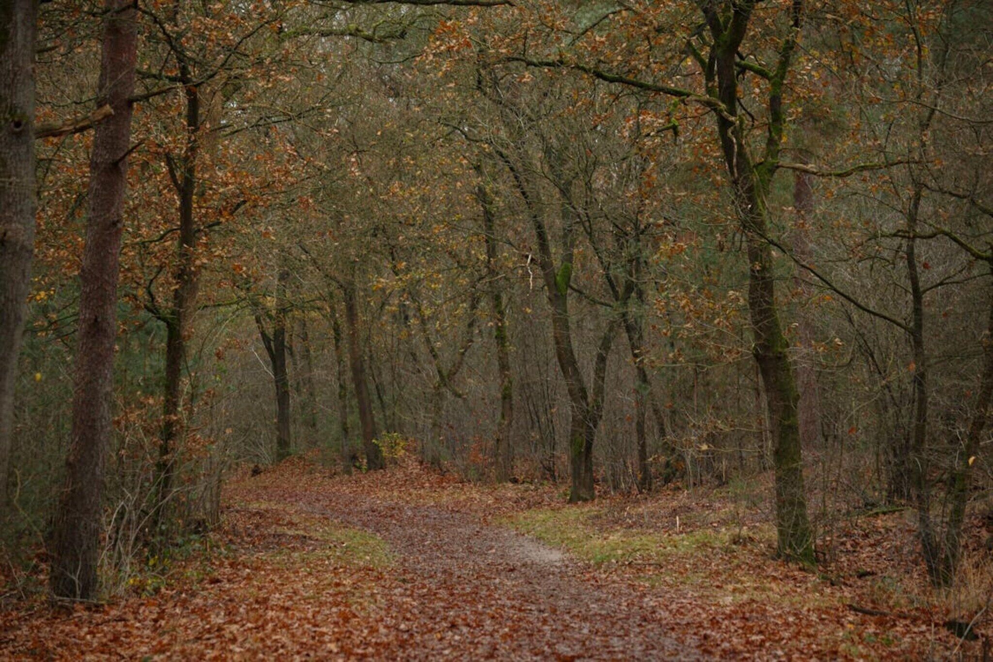 A forest path with trees and fallen leaves.