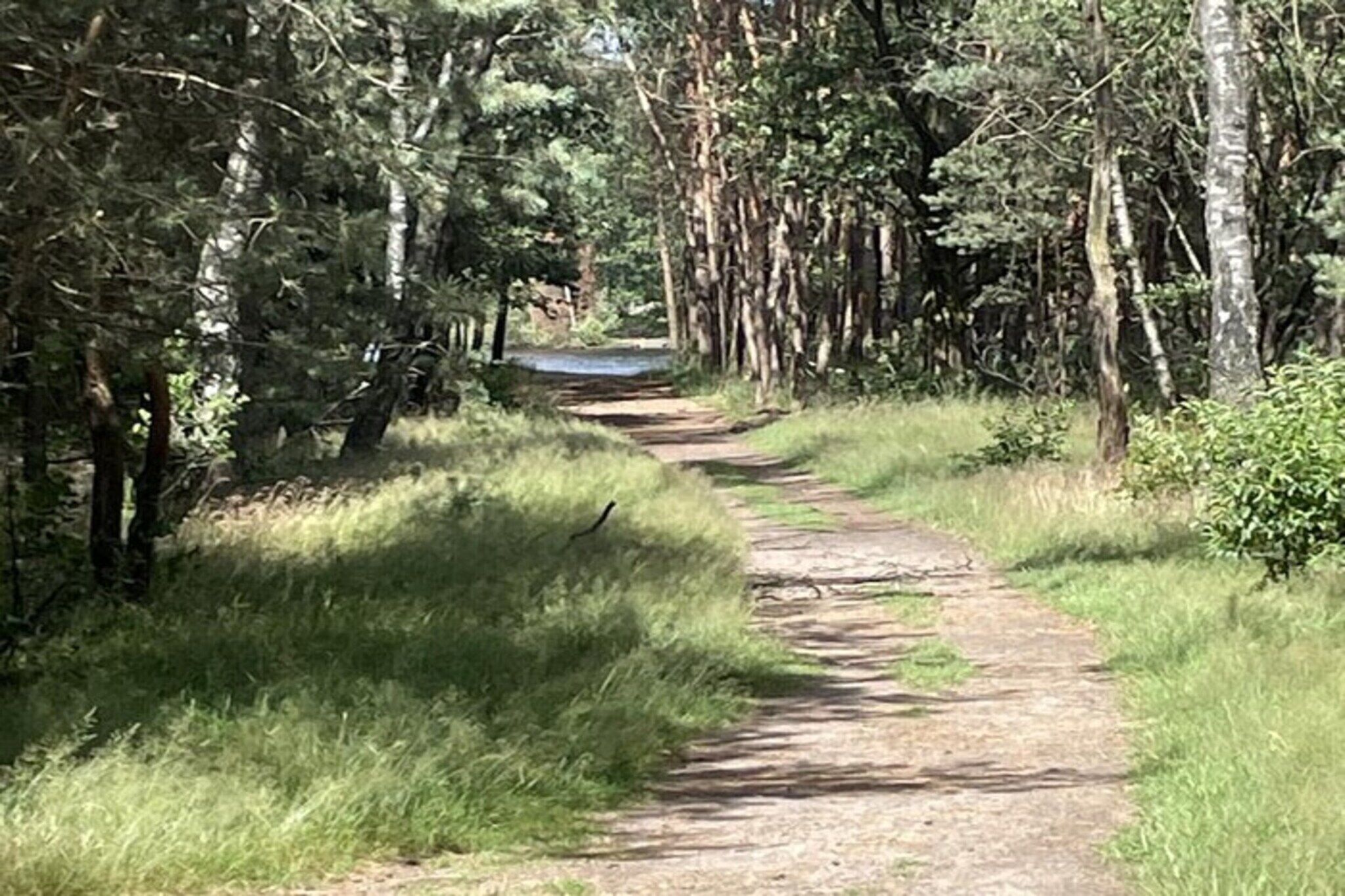 Un sendero arbolado que conduce a un cuerpo de agua.