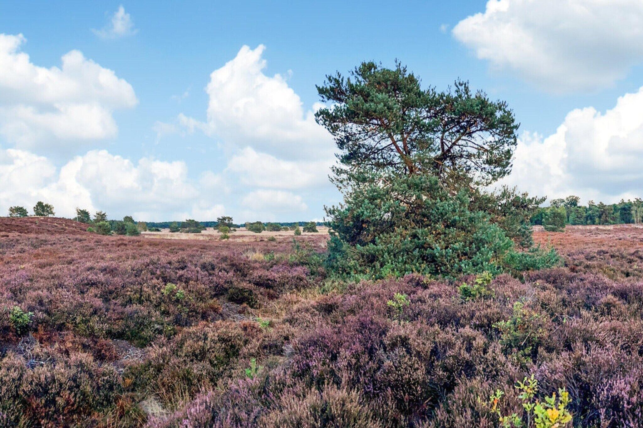 A landscape with a prominent tree in the center, surrounded by heather fields under a partly cloudy sky.