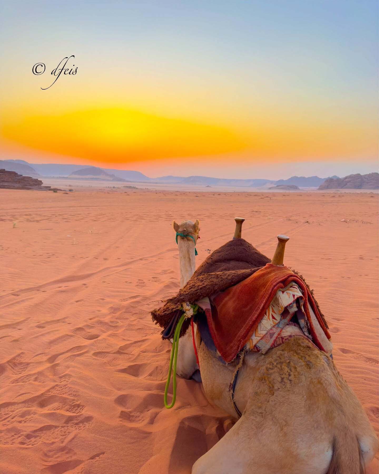 A camel in a desert with a sunset in the background.