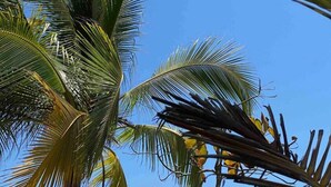 A beach with palm trees and the ocean. - Near Manuel Antonio-Private Pool-Gated-Chic-Paved road-minutes to marina (San Martin)