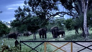 Un paysage naturel avec un groupe d’éléphants dans une zone herbeuse, une clôture en bois et des arbres en arrière-plan.