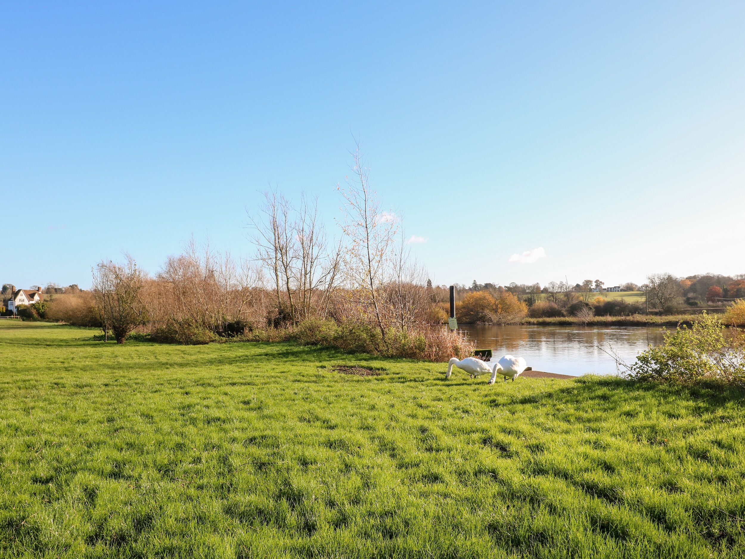 A grassy field with a pond and swans.