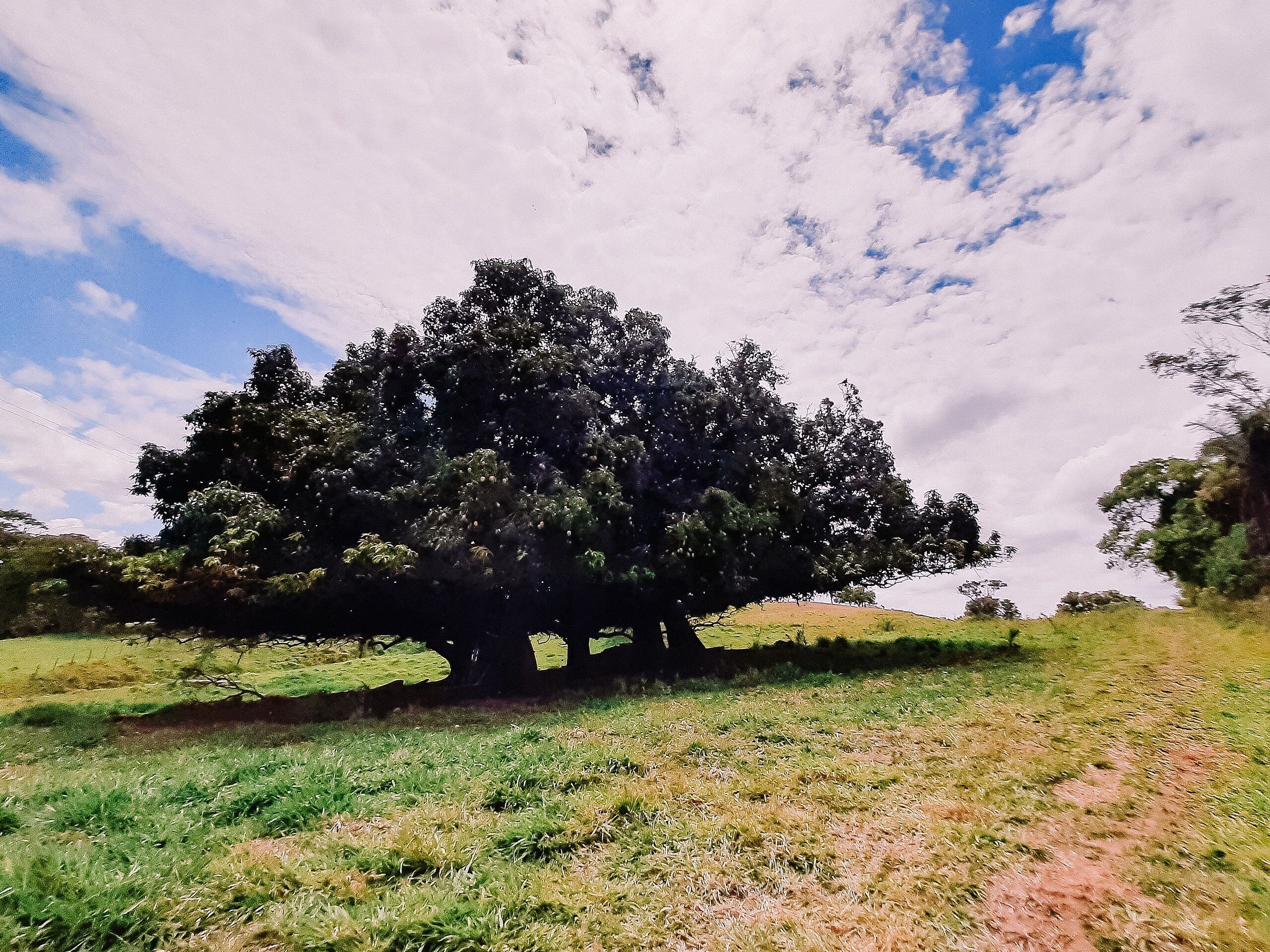 A large tree in a grassy field with a partly cloudy sky.