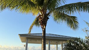 A covered outdoor seating area with a palm tree in the foreground.