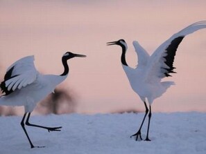 Hårføner og håndklær