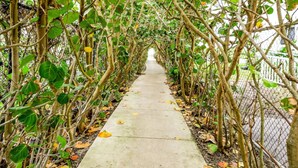 A concrete pathway flanked by dense foliage and a chain-link fence, leading into a natural setting. - Isla Palma Singer Island (Singer Island)