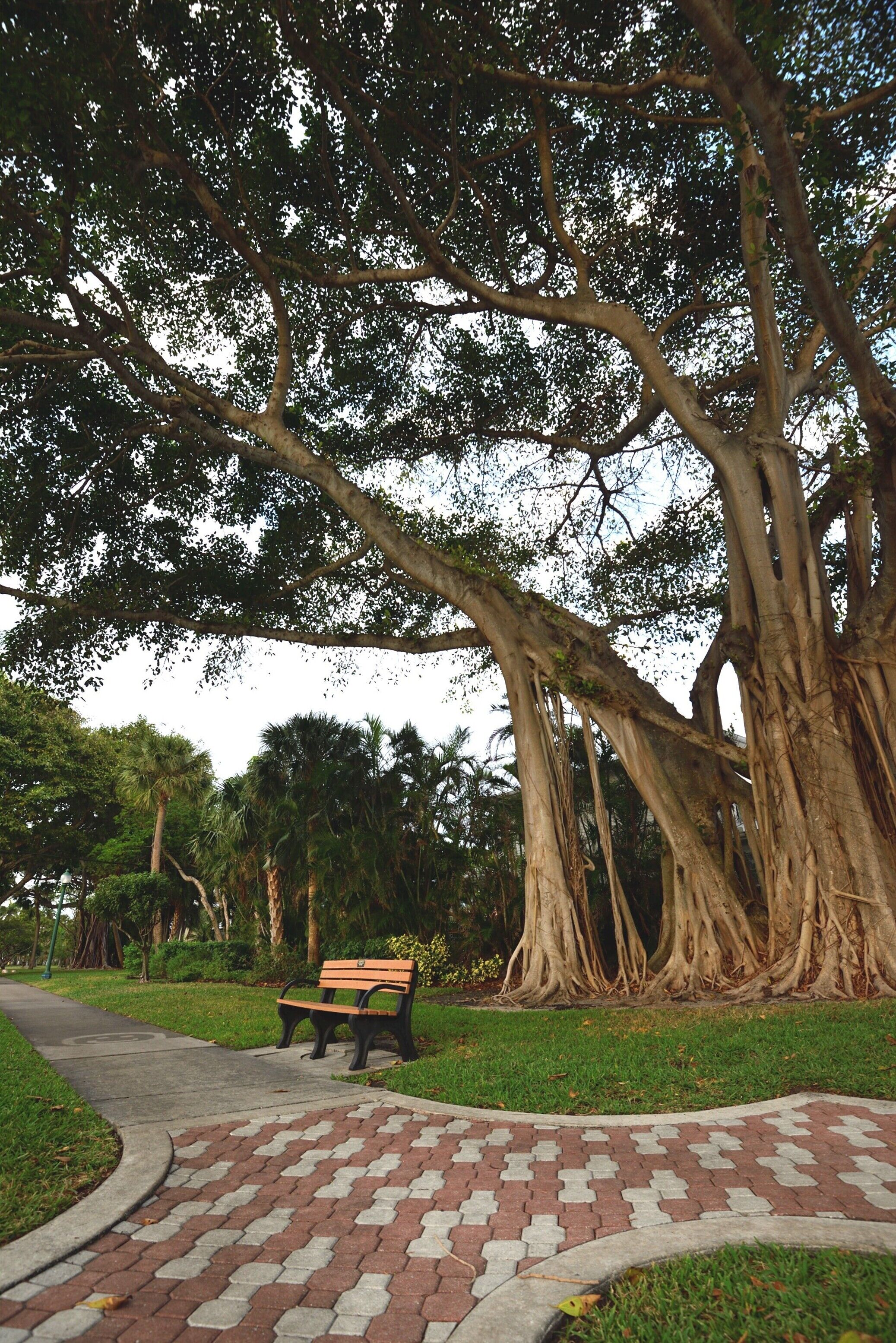 A park with a paved walkway, a bench, and large trees with exposed roots.