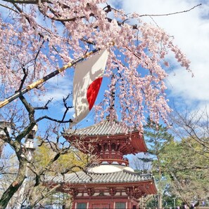 A traditional Japanese pagoda with a cherry blossom tree in the foreground. - Nonsmoking  Single Room without meals 3 minu / Kawagoe Saitama (Kawagoe)