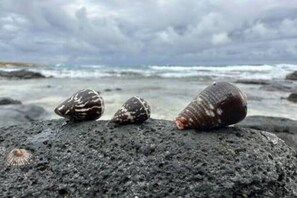 Sun-loungers, beach towels - Peaceful Big Island Homebase with Coastline Views
 (Naalehu)