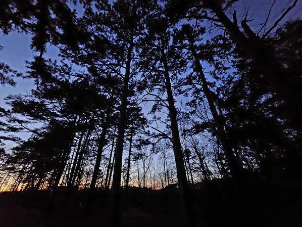 Un bosque con árboles altos y cielo despejado.
