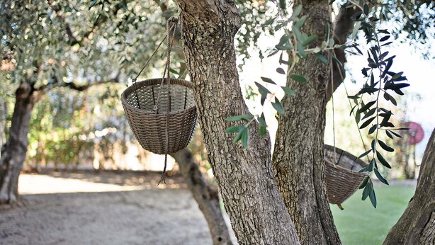 Un albero con due cesti di vimini appesi ai rami.