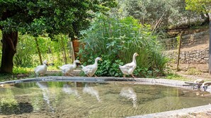 Ein Teich mit Enten und umgebender Bepflanzung.