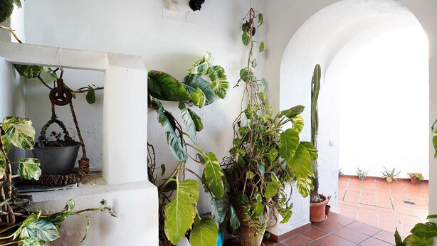 A potted plant collection in a corner with a hanging pot and a wall-mounted lantern. - Casa Silla Vieja Uno, private terrace and balcony in Vejer de la Frontera (Vejer de la Frontera)